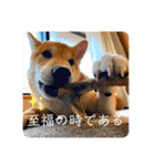 柴犬 もなかくん（個別スタンプ：32）