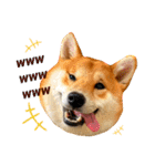 柴犬 もなかくん（個別スタンプ：33）