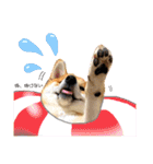 柴犬 もなかくん（個別スタンプ：34）