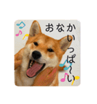 柴犬 もなかくん（個別スタンプ：35）
