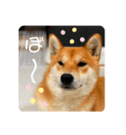 柴犬 もなかくん（個別スタンプ：36）