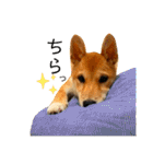 柴犬 もなかくん（個別スタンプ：37）