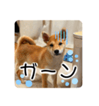 柴犬 もなかくん（個別スタンプ：39）
