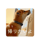 柴犬 もなかくん（個別スタンプ：40）