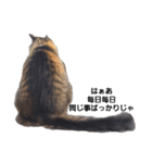 柴時々猫（個別スタンプ：3）
