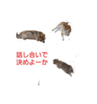 柴時々猫（個別スタンプ：5）
