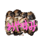 柴時々猫（個別スタンプ：6）