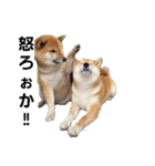 柴時々猫（個別スタンプ：7）