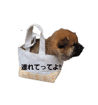 柴時々猫（個別スタンプ：8）