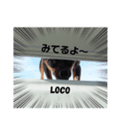ロコさんスタンプ（個別スタンプ：8）