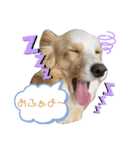 レッボー兄弟＋α（個別スタンプ：4）