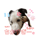 レッボー兄弟＋α（個別スタンプ：11）