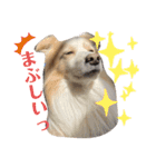 レッボー兄弟＋α（個別スタンプ：16）