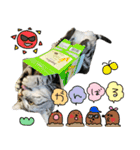 可愛いあにゅう2（個別スタンプ：1）