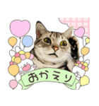 可愛いあにゅう2（個別スタンプ：15）