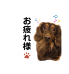 茶色い犬マックのスタンプ（個別スタンプ：2）