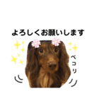 茶色い犬マックのスタンプ（個別スタンプ：3）