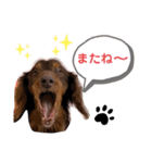 茶色い犬マックのスタンプ（個別スタンプ：4）