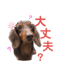 茶色い犬マックのスタンプ（個別スタンプ：7）