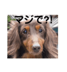茶色い犬マックのスタンプ（個別スタンプ：9）