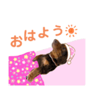 茶色い犬マックのスタンプ（個別スタンプ：12）