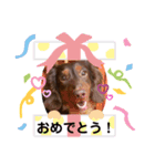 茶色い犬マックのスタンプ（個別スタンプ：15）