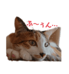 豆とあずきのつぶやき（個別スタンプ：1）