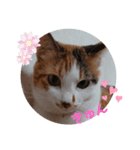 豆とあずきのつぶやき（個別スタンプ：3）