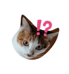 豆とあずきのつぶやき（個別スタンプ：5）