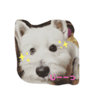 白モフ♥️ハニちゃん（個別スタンプ：2）