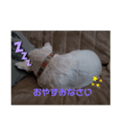 白モフ♥️ハニちゃん（個別スタンプ：3）