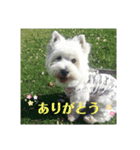 白モフ♥️ハニちゃん（個別スタンプ：5）