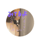 かおわん（個別スタンプ：5）