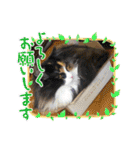 お返事ニャン（個別スタンプ：12）