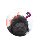 愛犬のスタンプです☺️（個別スタンプ：1）