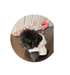 愛犬のスタンプです☺️（個別スタンプ：3）