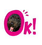 愛犬のスタンプです☺️（個別スタンプ：4）
