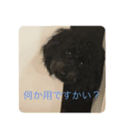 愛犬のスタンプです☺️（個別スタンプ：6）