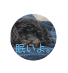 愛犬のスタンプです☺️（個別スタンプ：11）