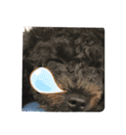 愛犬のスタンプです☺️（個別スタンプ：12）