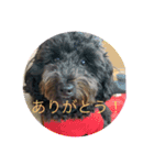 愛犬のスタンプです☺️（個別スタンプ：13）