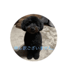 愛犬のスタンプです☺️（個別スタンプ：14）