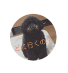 愛犬のスタンプです☺️（個別スタンプ：16）