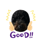 愛犬のスタンプです☺️（個別スタンプ：18）