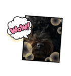 愛犬のスタンプです☺️（個別スタンプ：19）