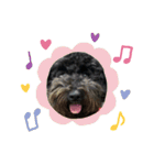 愛犬のスタンプです☺️（個別スタンプ：20）