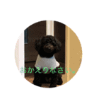 愛犬のスタンプです☺️（個別スタンプ：21）