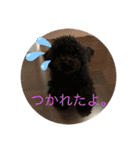愛犬のスタンプです☺️（個別スタンプ：22）