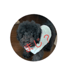 愛犬のスタンプです☺️（個別スタンプ：23）