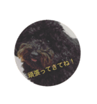 愛犬のスタンプです☺️（個別スタンプ：24）